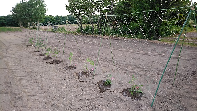 ソバージュ栽培用ミニトマト苗の植え付け Veggiehills